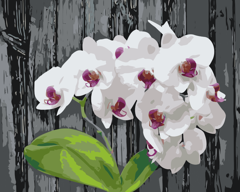 Paint by number - Hvid Orkidé