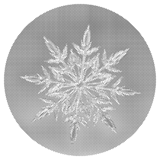 Dotting - Ice Flake 2