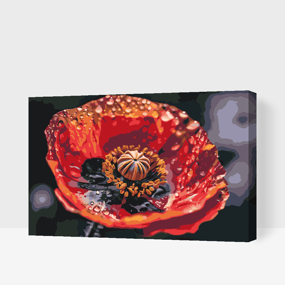 Paint by number - Valmueblomst