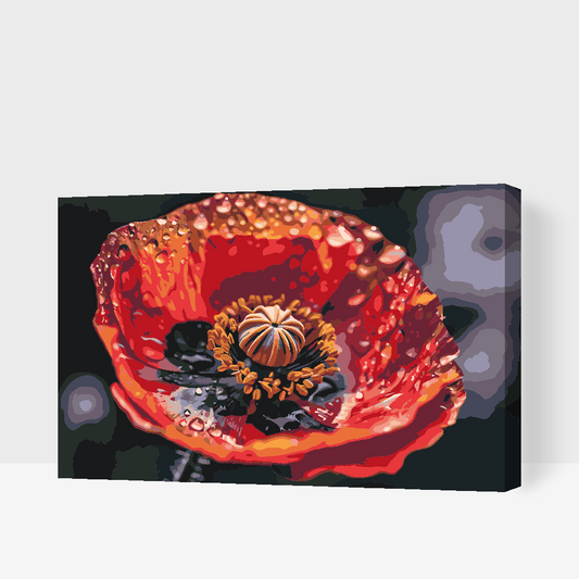 Paint by number - Valmueblomst