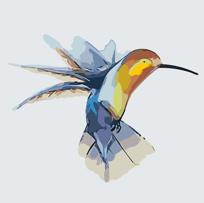 Paint by number - Kolibri