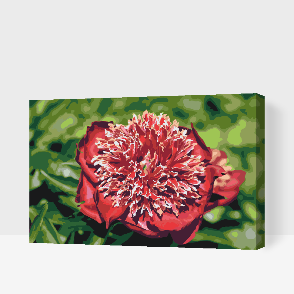 Paint by number - Pæon - Øm skønhed