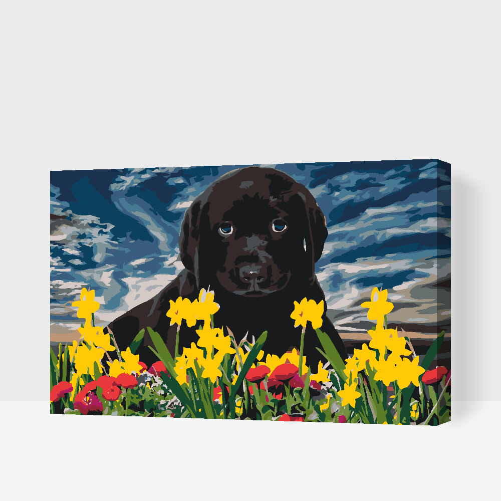 Paint by number - Labrador Puppy