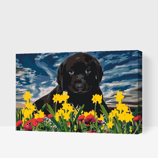 Paint by number - Labrador Puppy