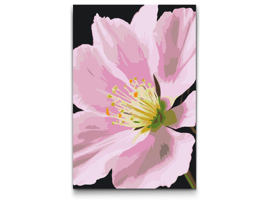 Paint by number - Muskatnødblomst