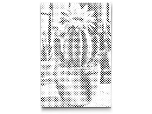Dotting - Blomstrende kaktus