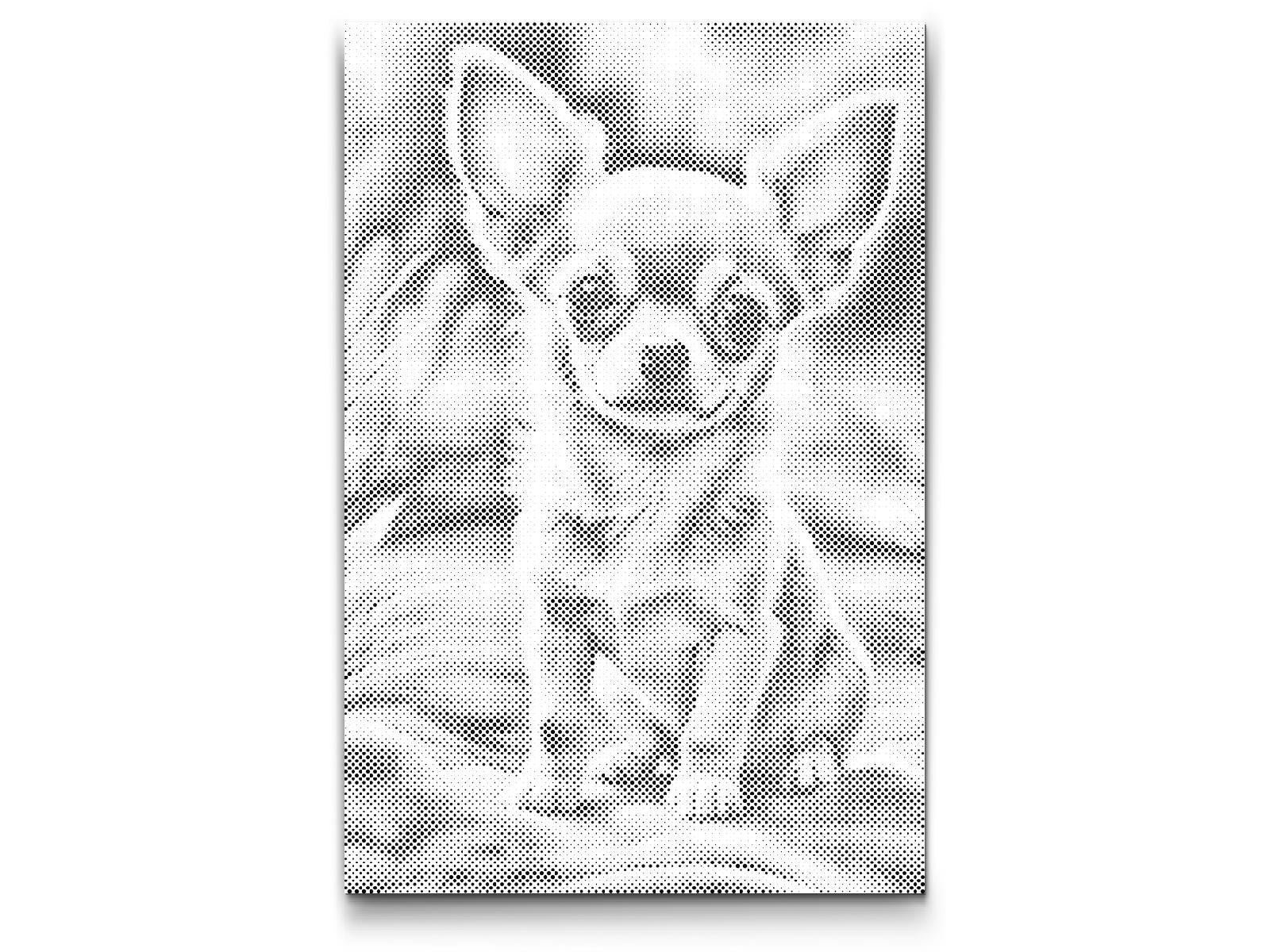 Dotting - Chihuahua