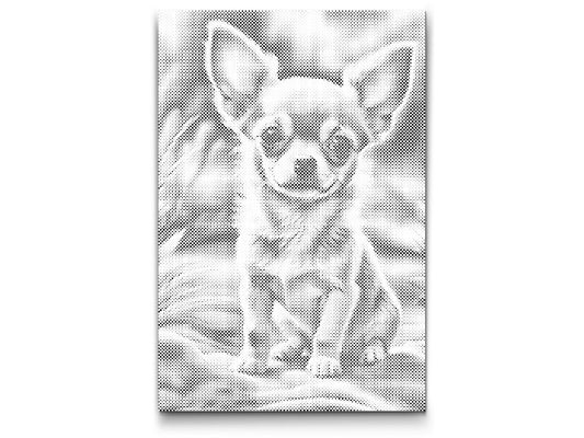 Dotting - Chihuahua