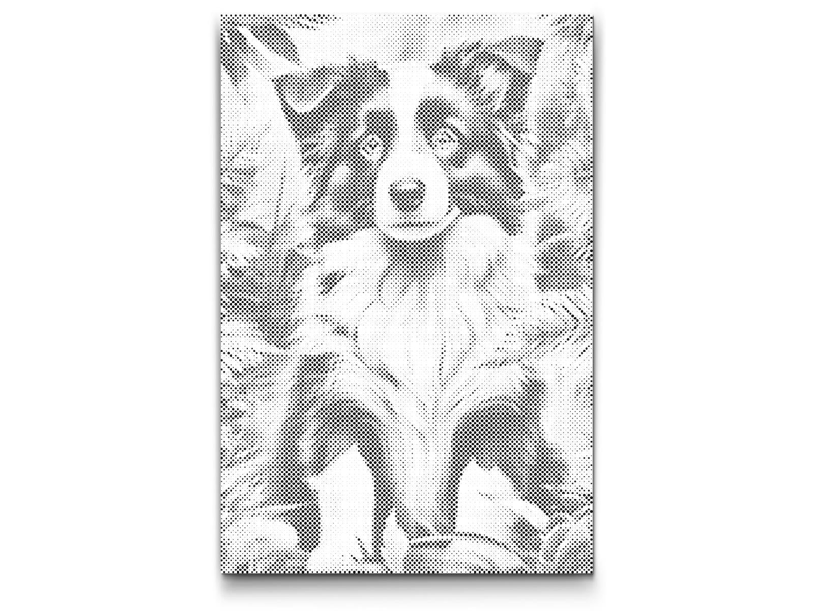 Dotting - Border Collie-hvalp