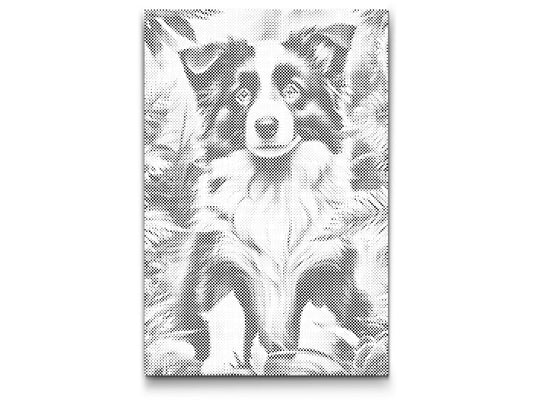 Dotting - Border Collie-hvalp