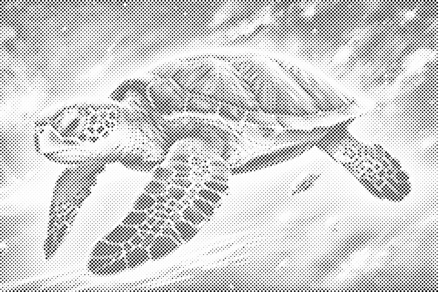 Dotting - Regnbueskildpadde