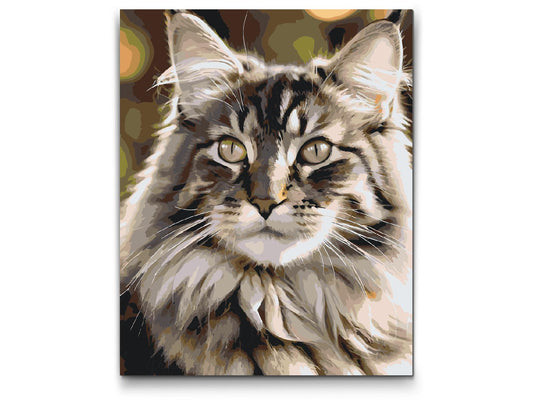 Paint by number - Maine Coon-kat