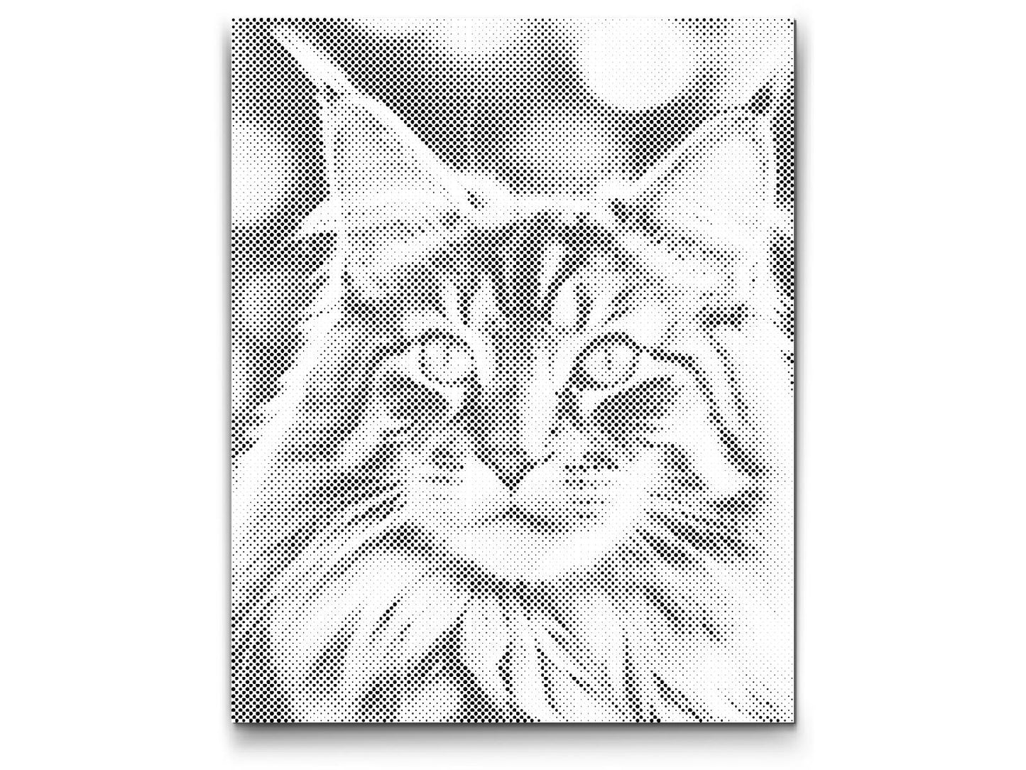 Dotting - Maine Coon-kat