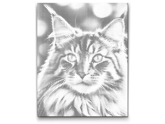 Dotting - Maine Coon-kat
