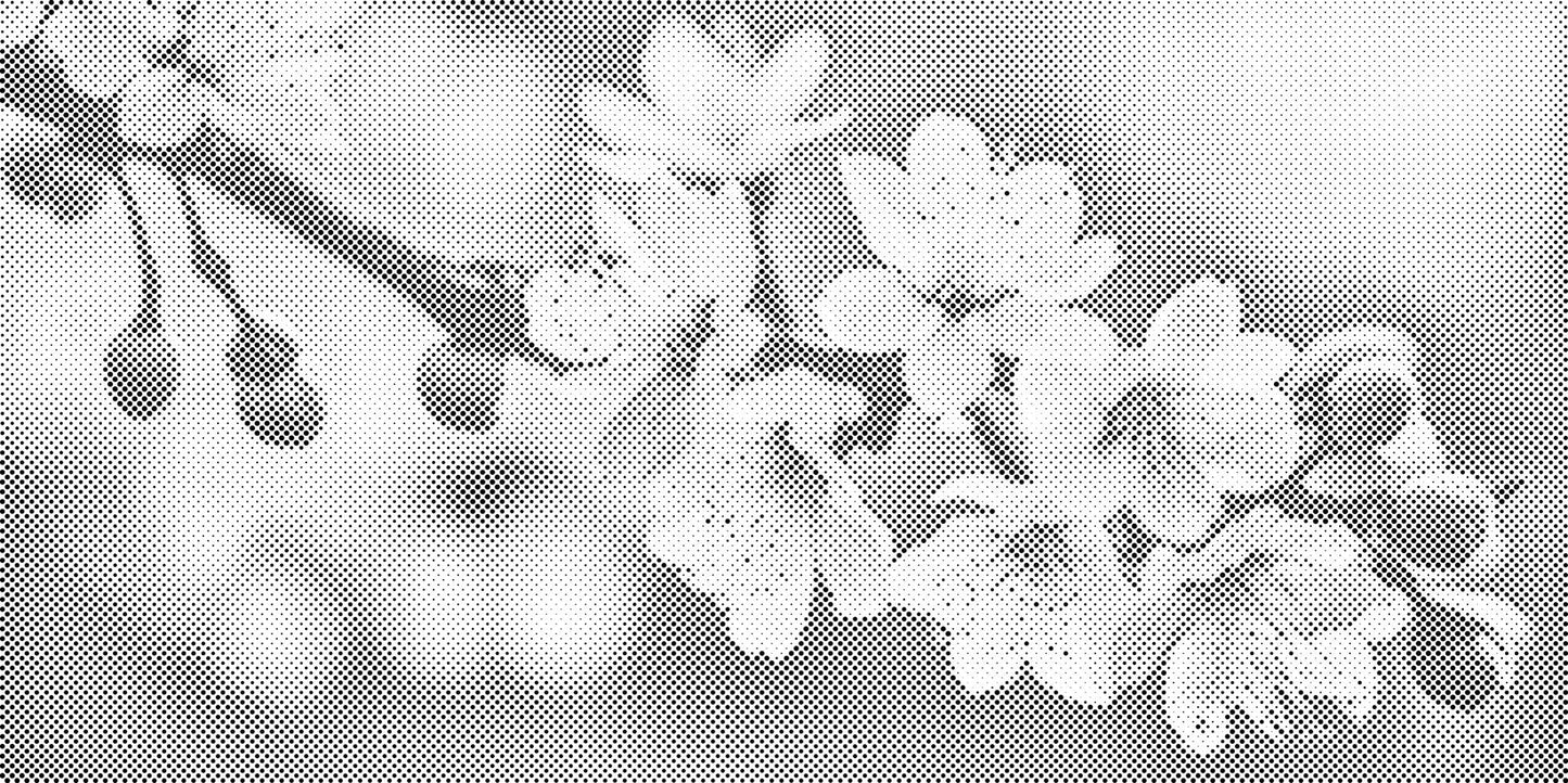 Dotting - Forårsblomster af sakura