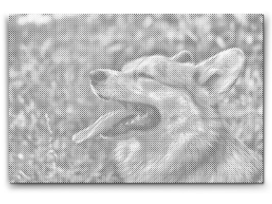 Dotting - Corgi