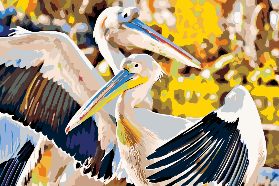 Paint by number - Pelikaner