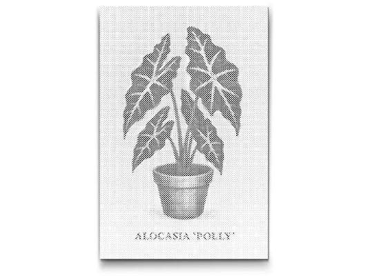 Dotting - Alocasia Polly