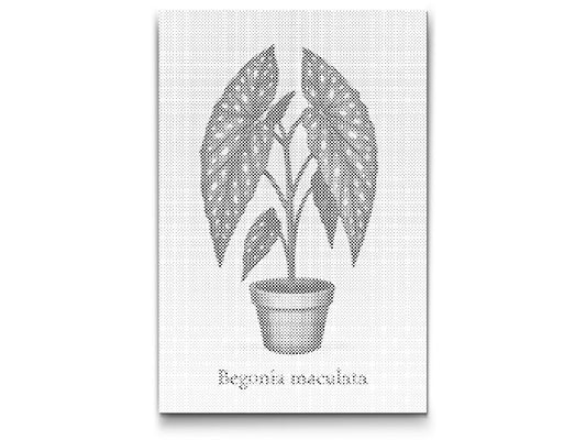 Dotting - Polka Dot Begonia