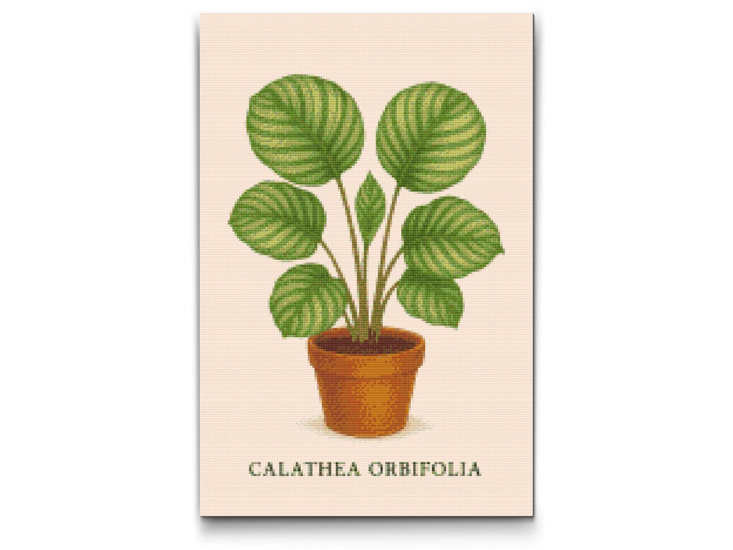 Diamond Paint - Calathea orbifolia
