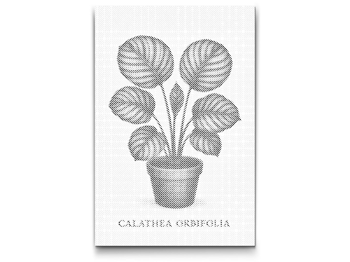 Dotting - Calathea orbifolia