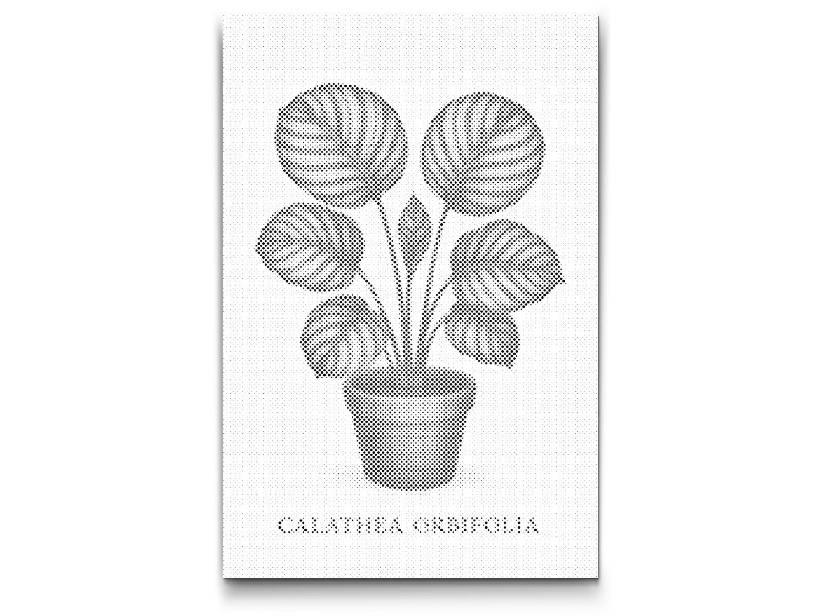 Dotting - Calathea orbifolia