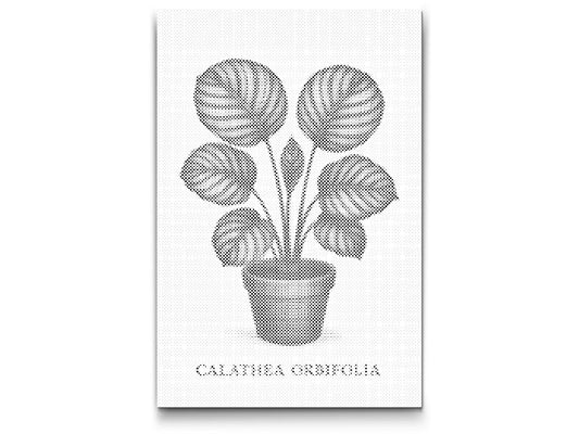 Dotting - Calathea orbifolia