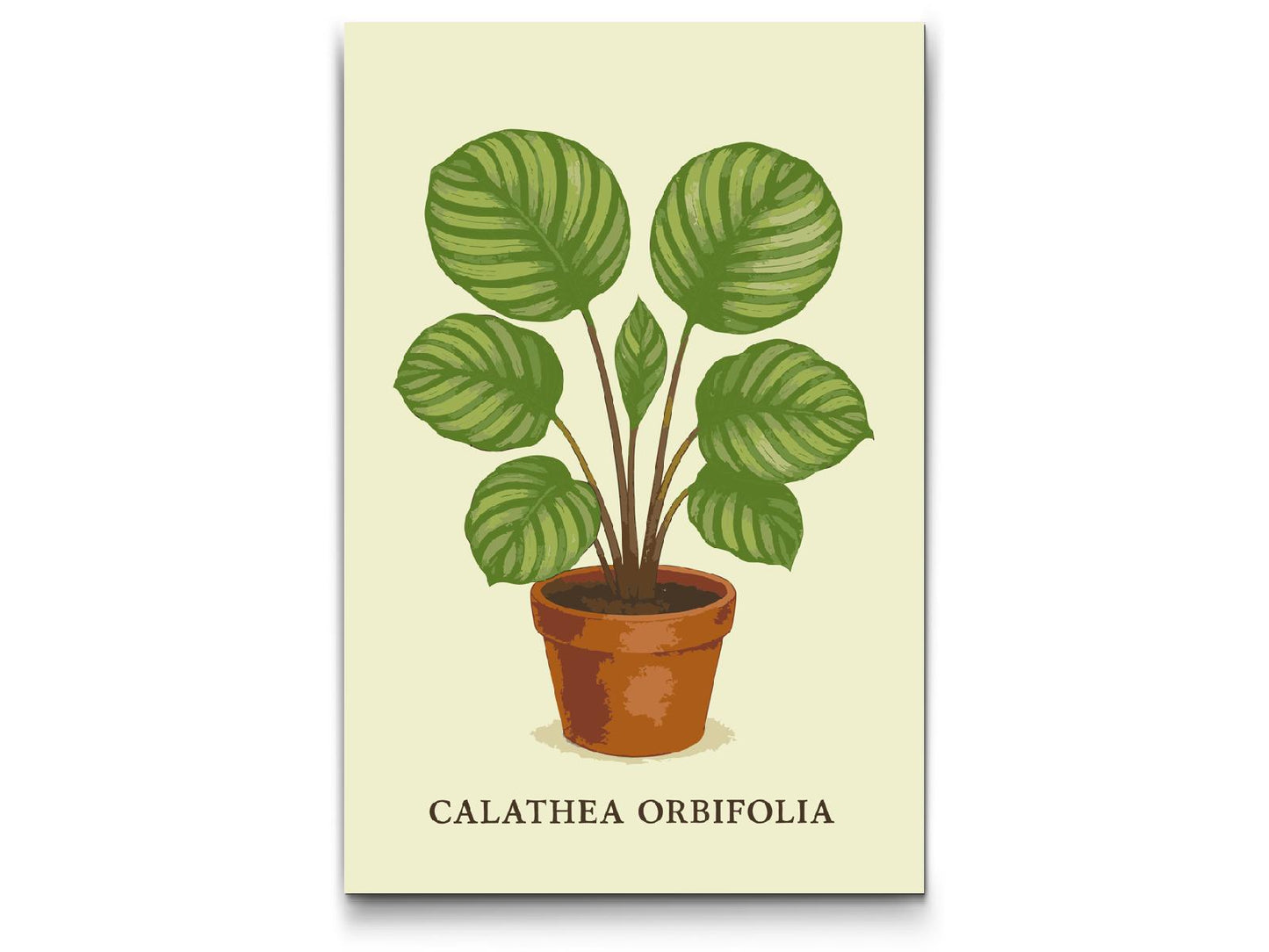 Paint by number - Calathea orbifolia