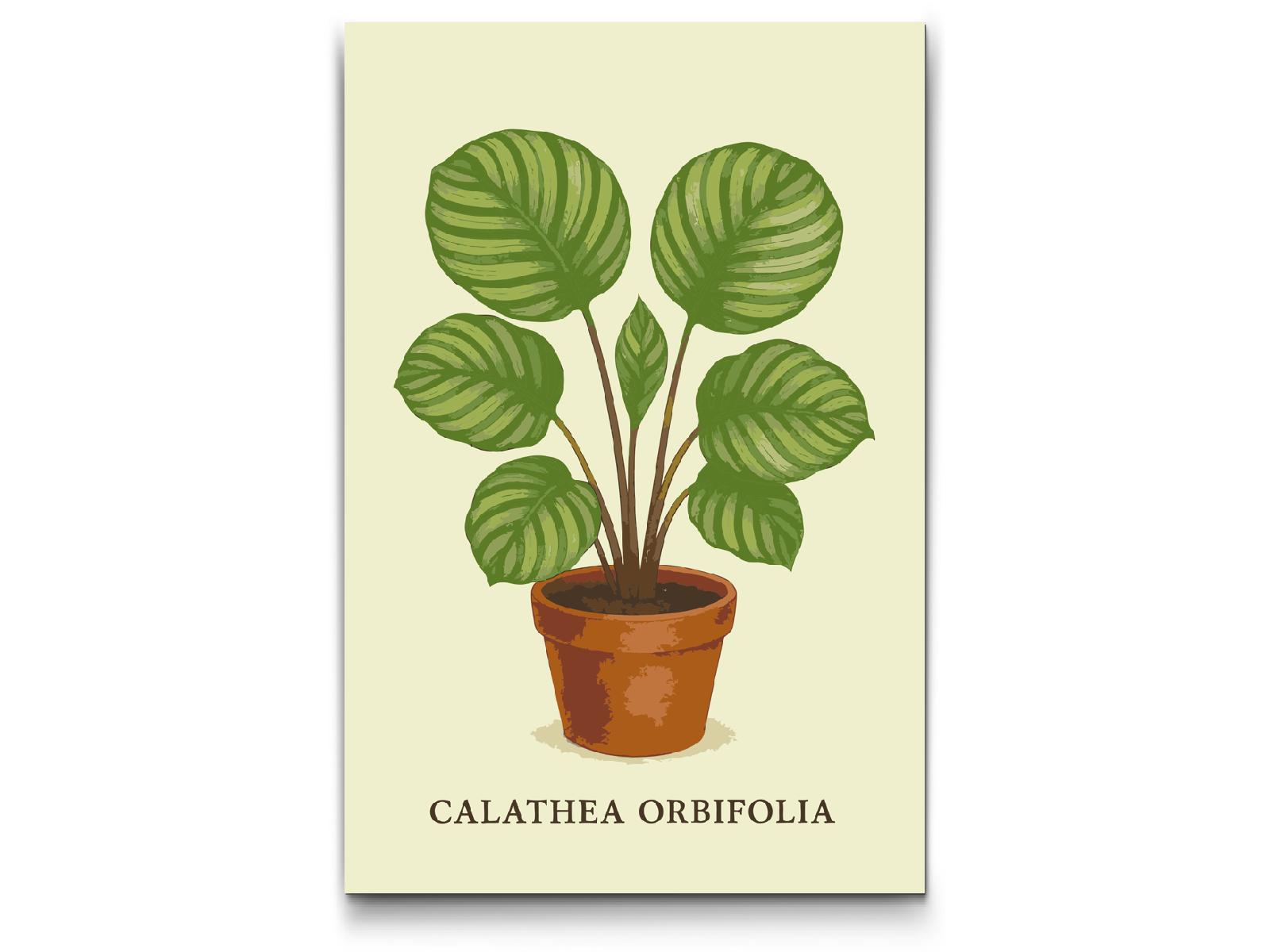 Paint by number - Calathea orbifolia
