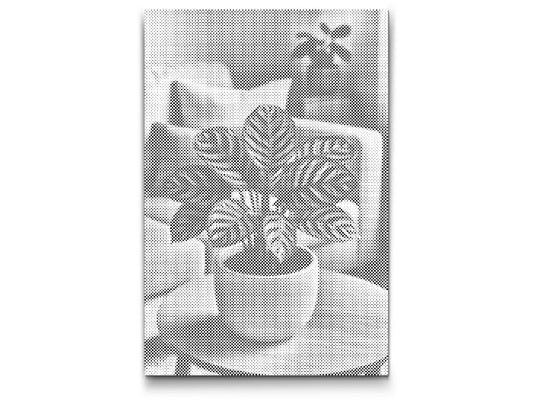 Dotting - Calathea
