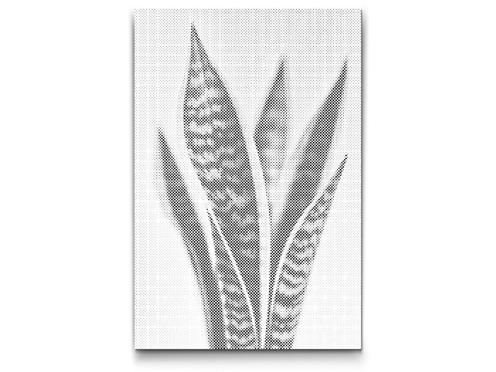 Dotting - Sansevieria (slangeplante)