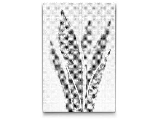Dotting - Sansevieria (slangeplante)