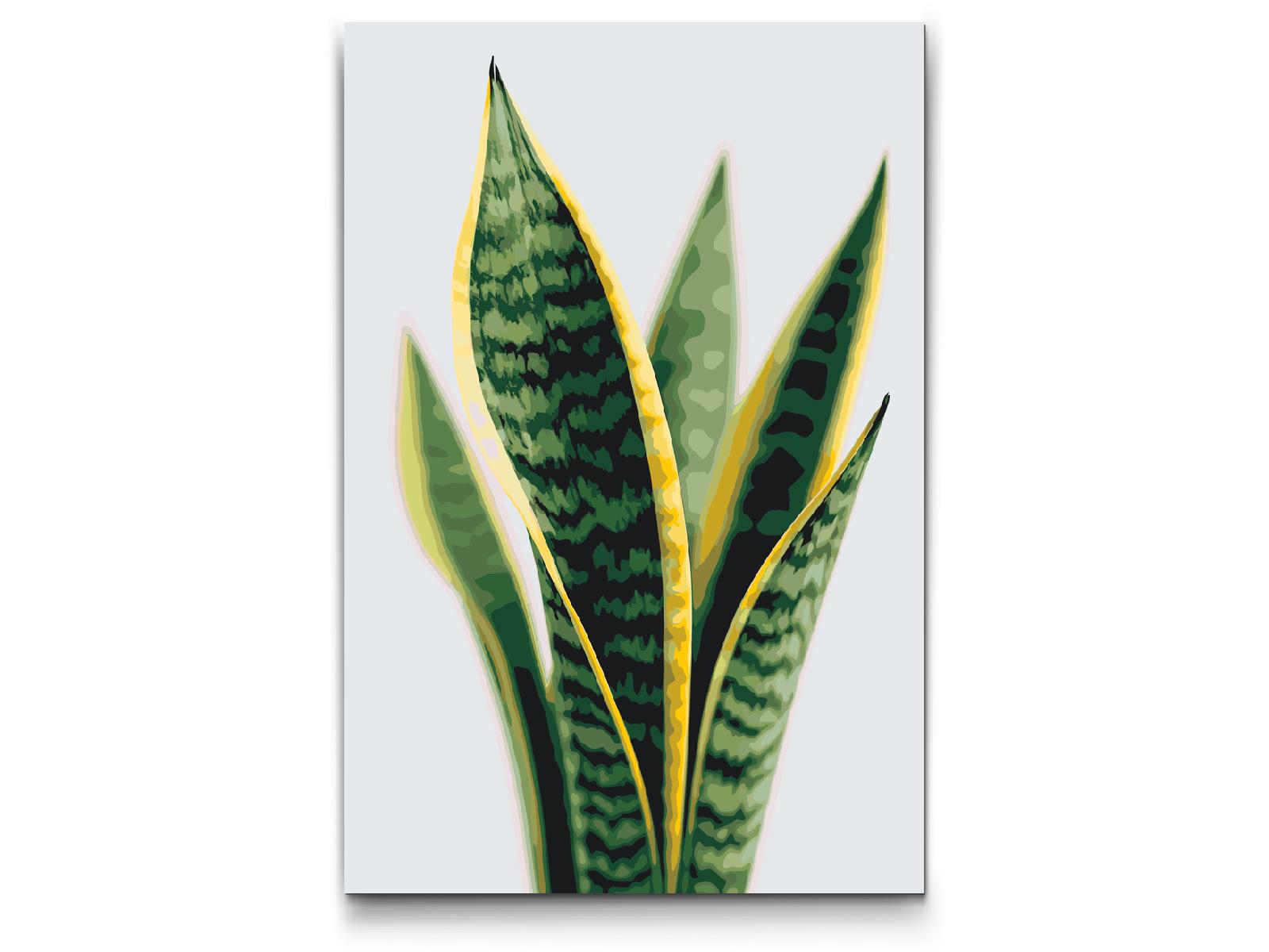 Paint by number - Sansevieria (slangeplante)