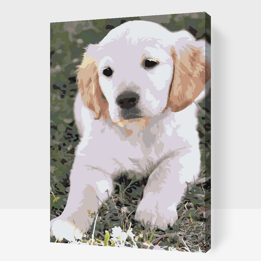 Paint by number - Labrador Puppy