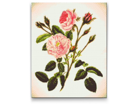 Diamond Paint - Vilde lyserøde roser