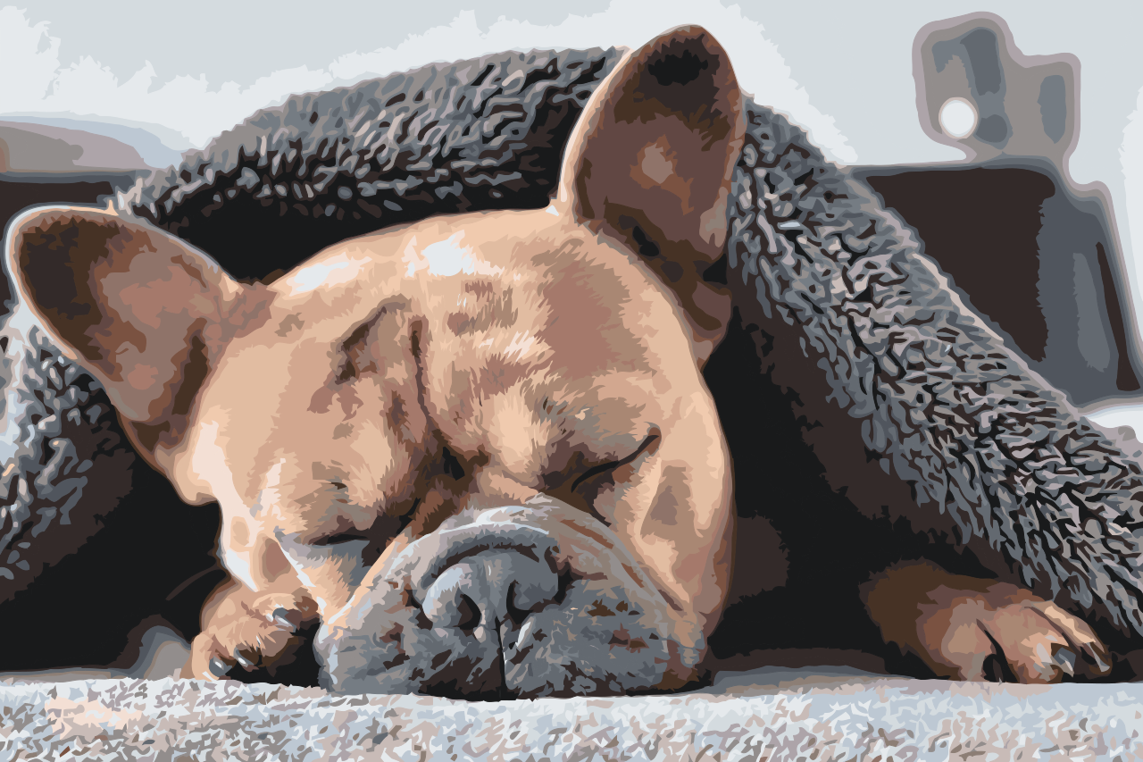 Paint by number - Træt Bulldog