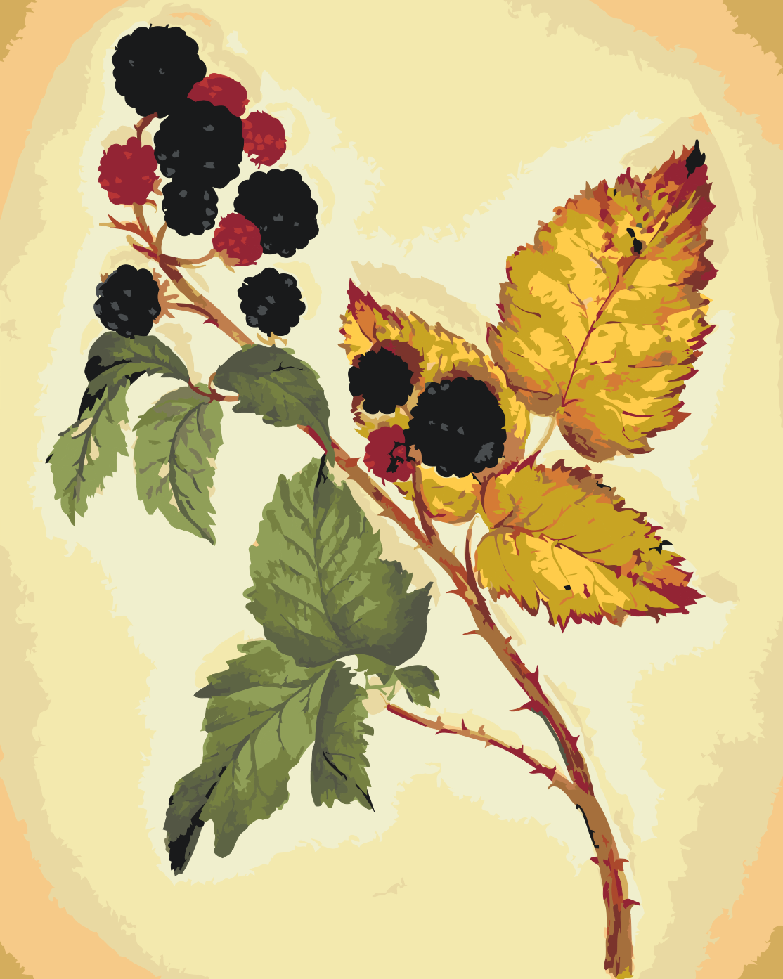Paint by number - Vintage Blackberry