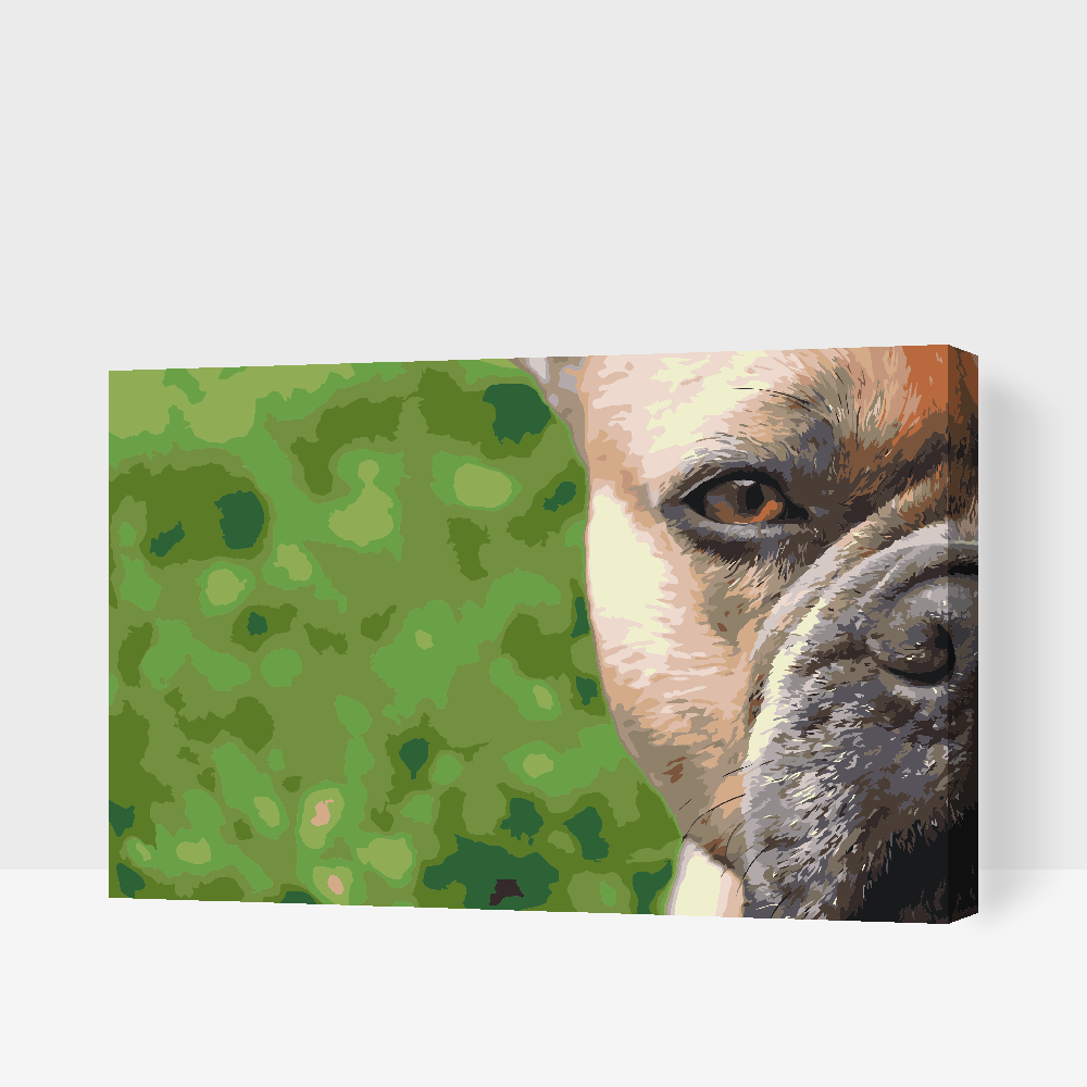 Paint by number - Fransk bulldog i haven